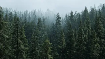 A photo of a vast forest